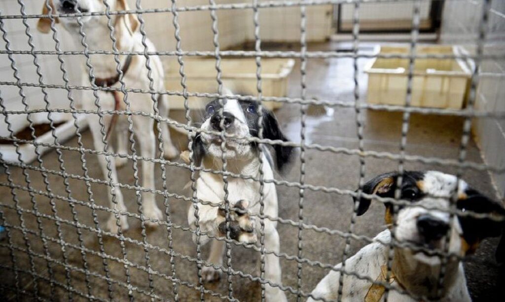 Adoção e abandono de animais domésticos aumentam durante a pandemia