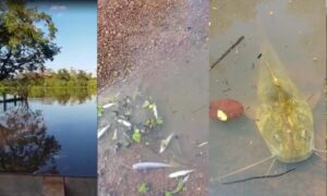 Morte de peixes no Rio Vermelho foi causada por fazendeiro