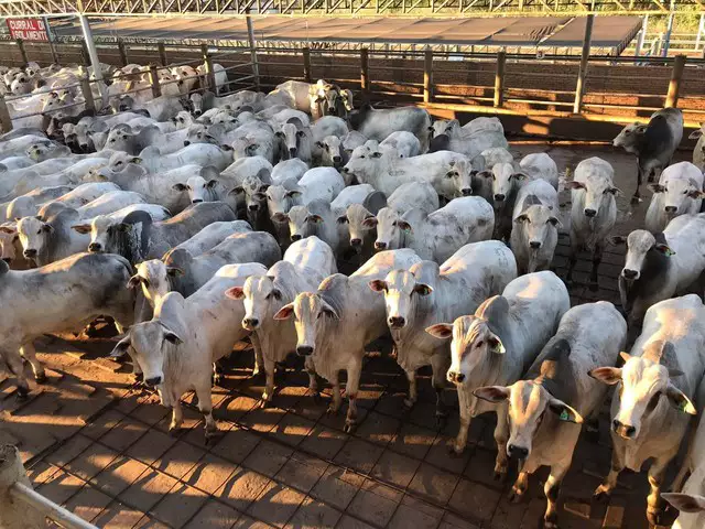 Preço do boi bate recorde histórico no Brasil; consumidor sente no bolso o aumento