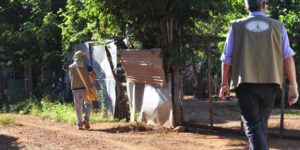 Aedes aegypti causa morte de quinze pessoas em Goiânia