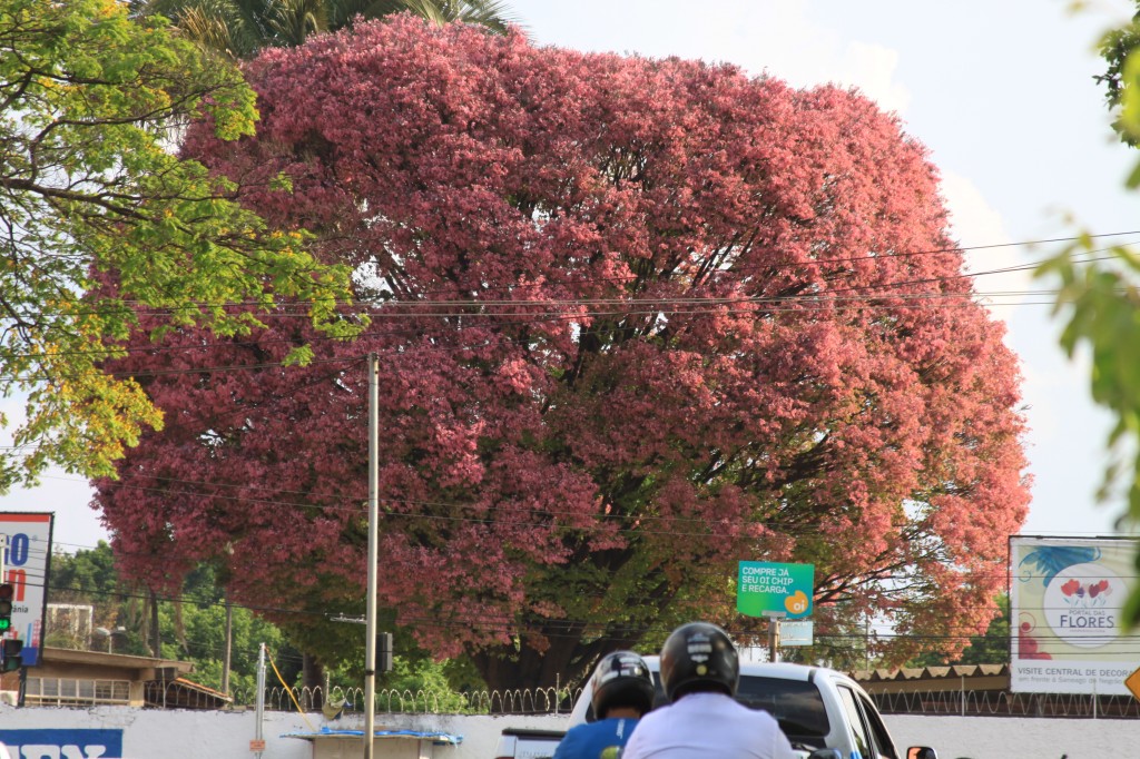 Goiânia é a cidade mais arborizada do Brasil