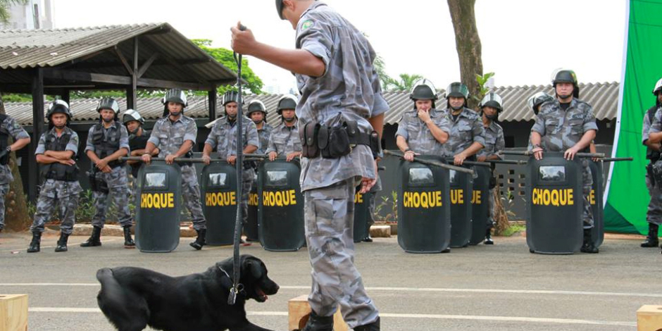 Polícia Militar abre vagas gratuitas para adestramento de cães