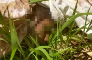 Cabeça humana em decomposição é encontrada em Aparecida de Goiânia