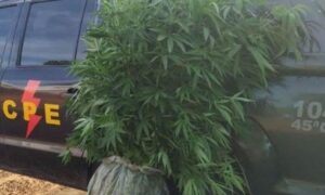 PM prende homem que plantava maconha em casa