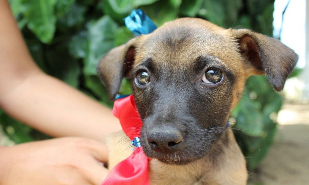 Assembleia Legislativa de Goiás realiza feira de adoção de cães e gatos