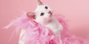 Outubro Rosa também alerta para tumores mamários em cães e gatos