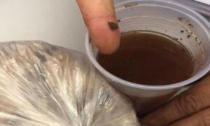 Mulher é presa tentando entrar no presídio com maconha no achocolatado