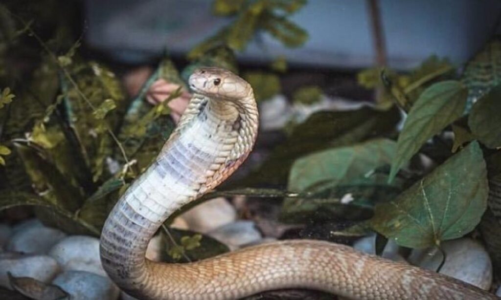 Ministério Público denuncia quatro pessoas no caso da cobra naja