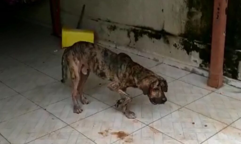 Mulher é presa por maus-tratos a animais em Aparecida de Goiânia