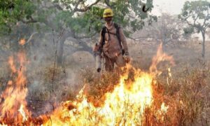 Casal é preso por provocar incêndio em vegetação