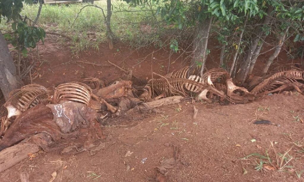 Crime ambiental na Serra das Areias será investigado