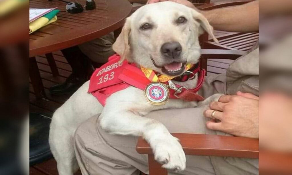 Cadela que atuou no resgate em Brumadinho (MG) é aposentada