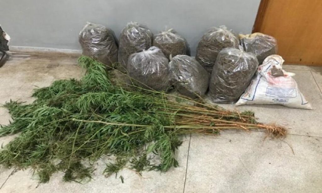 PM prende homem por cultivar 110 pés de maconha em Jaraguá