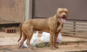 Casal é atacado por pit bull em Aparecida de Goiânia