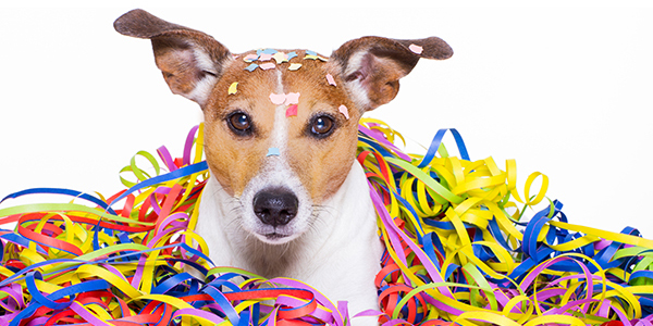 Goiânia recebe pela primeira vez bloquinho de Carnaval para pets