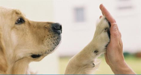 Shopping de Goiânia promove feira de adoção de animais