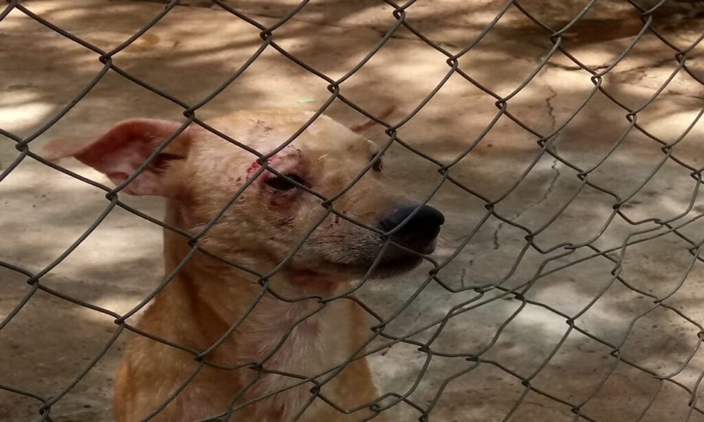 PC encaminha ao Poder Judiciário procedimento sobre cães abandonados em chácara