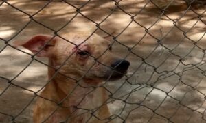 PC encaminha ao Poder Judiciário procedimento sobre cães abandonados em chácara