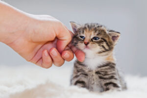 Saiba como manter uma nutrição balanceada e completa para cães e gatos filhotes