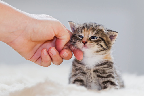 Saiba como manter uma nutrição balanceada e completa para cães e gatos filhotes