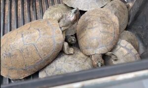 Casal é detido suspeito de caçar tartarugas em São Miguel do Araguaia