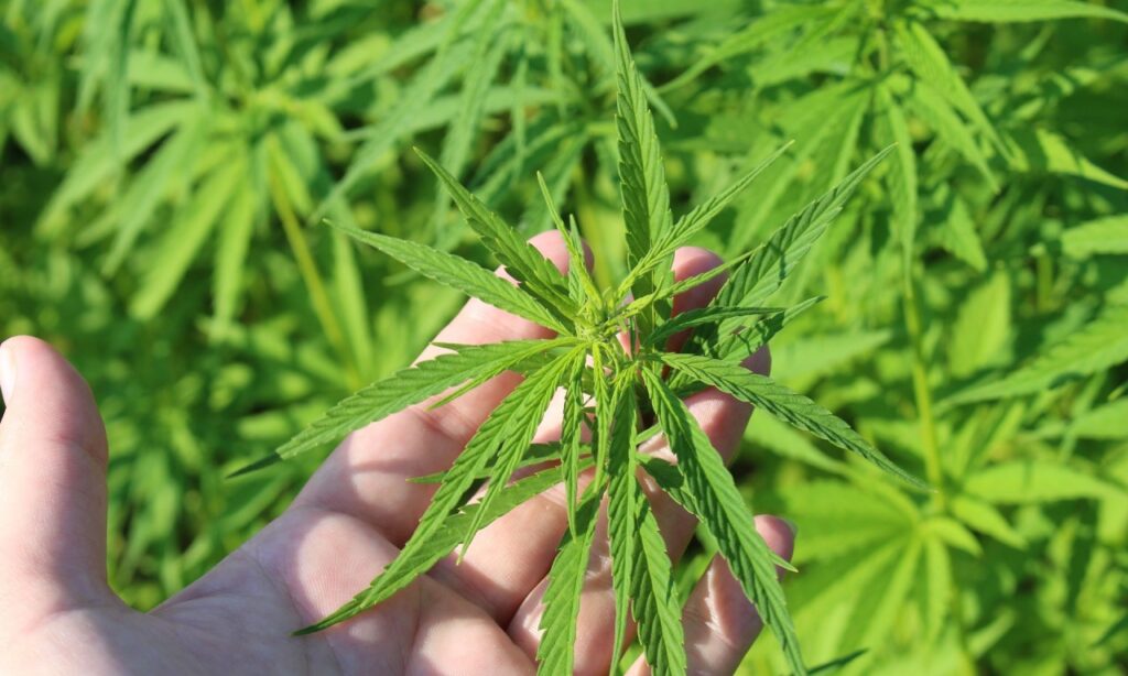 Anvisa realiza audiência pública sobre liberação de maconha medicinal