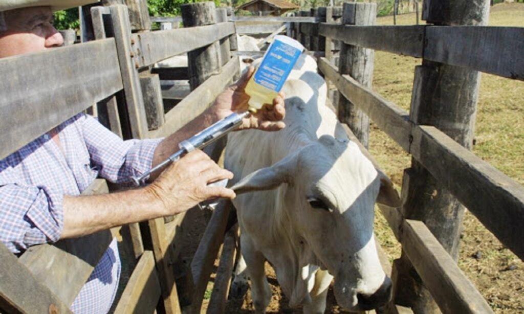 Começa segunda etapa da vacinação contra febre aftosa nesta terça (3)