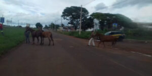 Polícia Rodoviária Federal apreende animais soltos em rodovias de Goiás