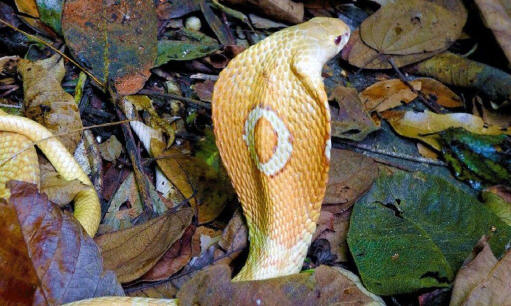 Estudante picado por cobra naja no Distrito Federal deve sair da UTI