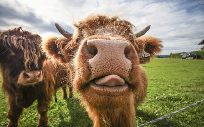 Confira as fotos mais engraçadas do reino animal que foram vencedoras de um concurso