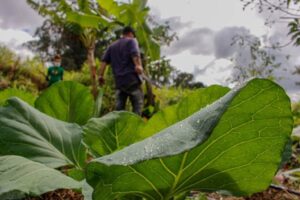 Câmara dos Deputados ampliou ajuda a agricultores e empreendedores familiares