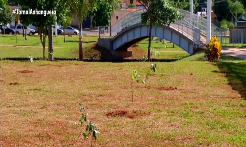 Adolescentes são obrigados a plantar 70 árvores após colocarem fogo em lote baldio