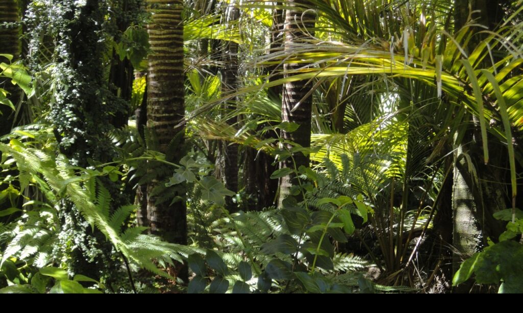 Meio ambiente: Brasil perde R$ 287