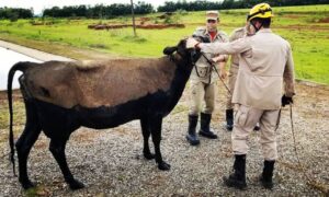 Vaca é resgatada de um tanque de dejetos da ETE