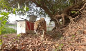 Onça-pintada ferida pelo fogo é reintroduzida a natureza após tratamento em Corumbá de Goiás