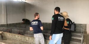 Polícia apreende 160 galos que seriam usados em rinha