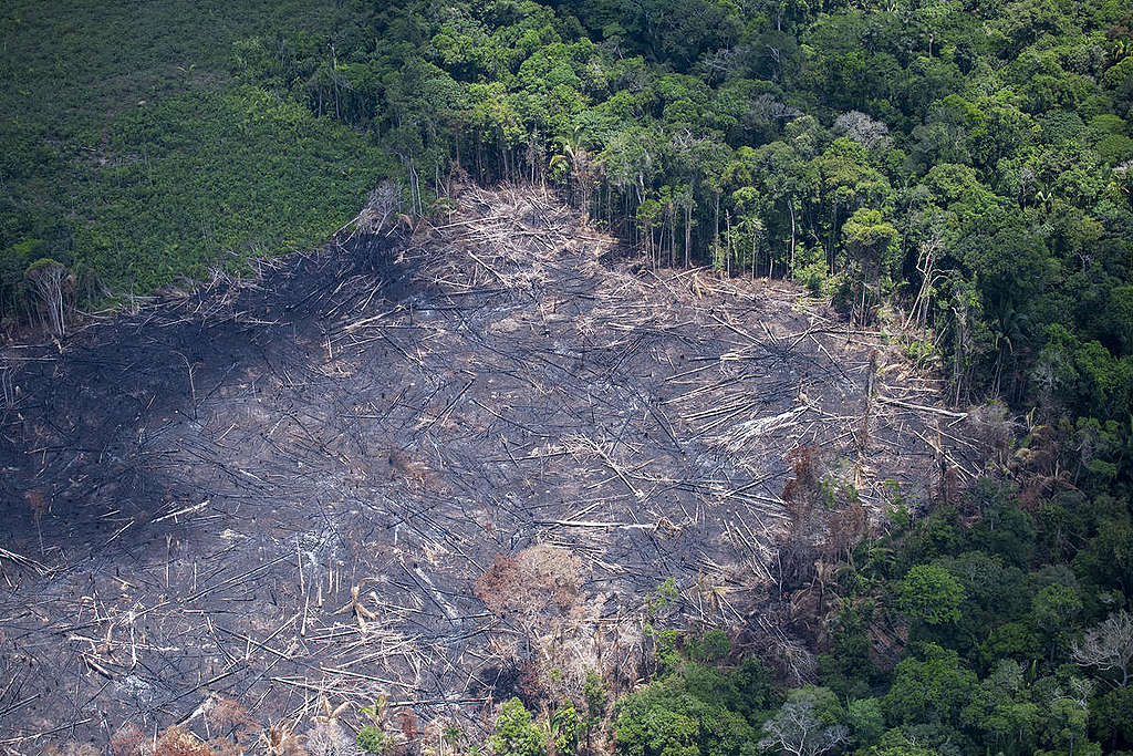 Multas pagas por crimes ambientais na Amazônia caem 93% durante o governo Bolsonaro