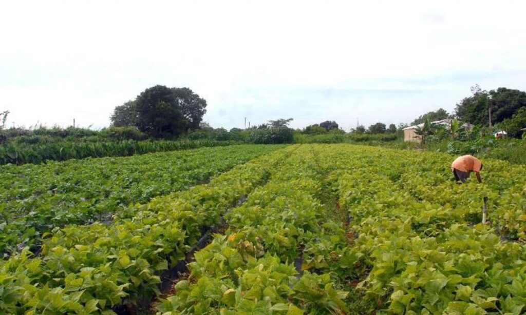 País desenvolve tecnologia para lavouras mais resistentes ao calor