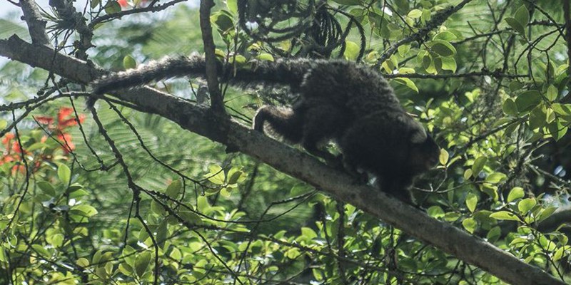 Descoberta de vírus da zika em macaco sugere ciclo silvestre