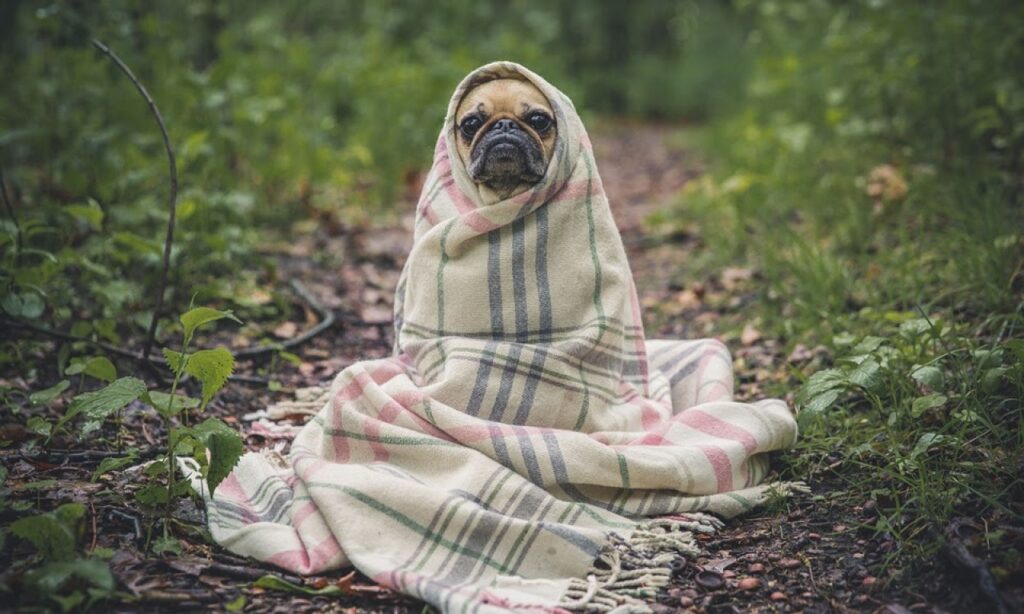 Como proteger os pets do frio