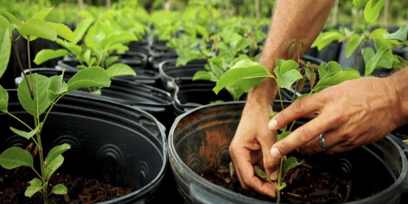 Cidade de Anápolis receberá meio milhão de árvores