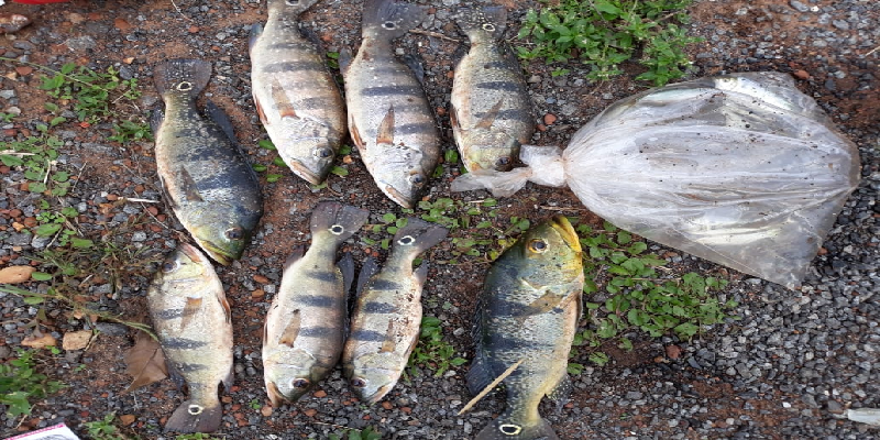 Fiscais flagram pesca clandestina no Parque Altamiro de Moura