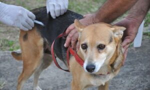 Vacinação antirrábica continua em mais locais neste sábado (10) em Goiânia