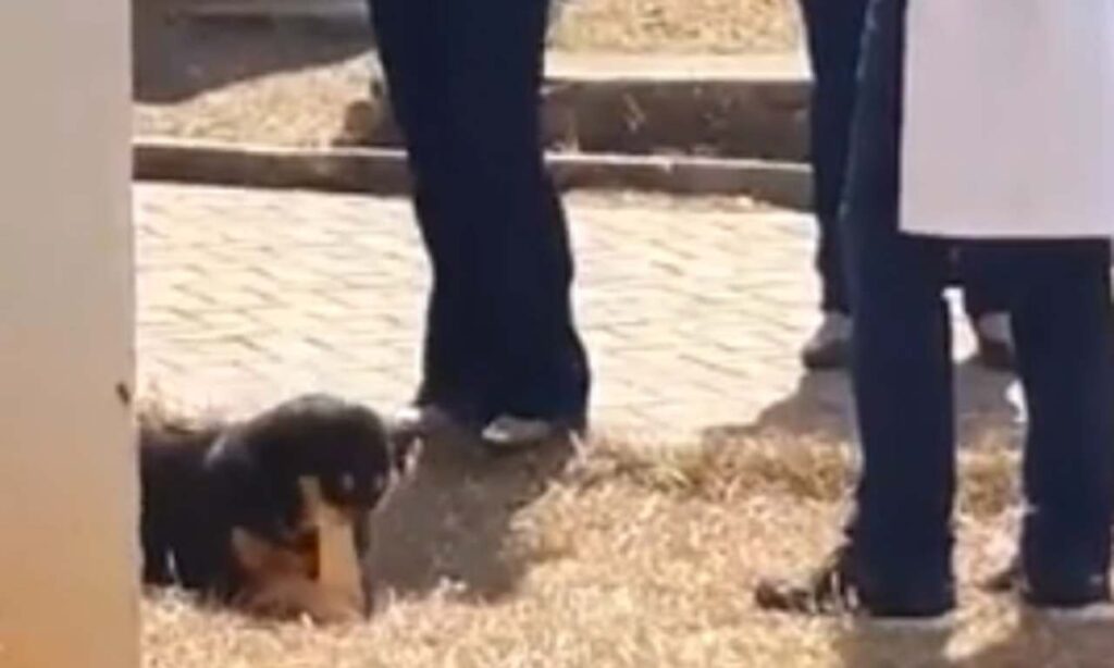 Cachorro entra em laboratório e 'rouba' osso de estudo da UFG