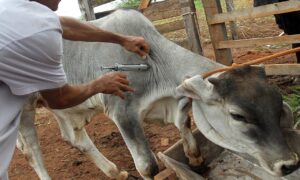 Ministério da Agricultura divulga novas orientações para o combate à febre aftosa