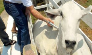 Campanha de vacinação contra febre aftosa é adiantada em Goiás