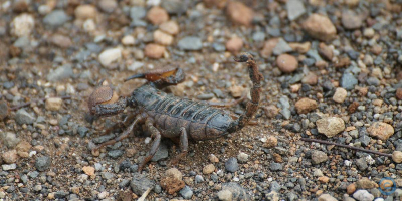 Picadas de escorpiões aumentam no verão