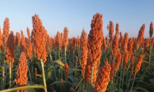 Sorgo: Goiás é líder em produção do quinto cereal mais consumido do mundo