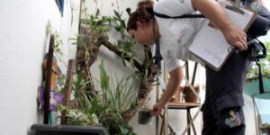 Goiás está em estado de alerta por infestação do mosquito