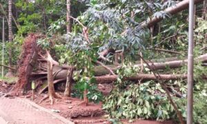 Chuva forte derruba árvores no Bosque dos Buritis em Goiânia